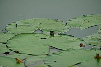 数毛社：《合金装备3：重制版》以原生4K分辨率运行